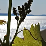 Anita - Punta Skala *