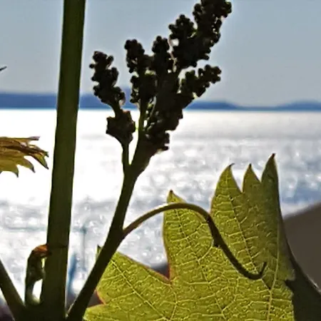 Anita - Punta Skala *