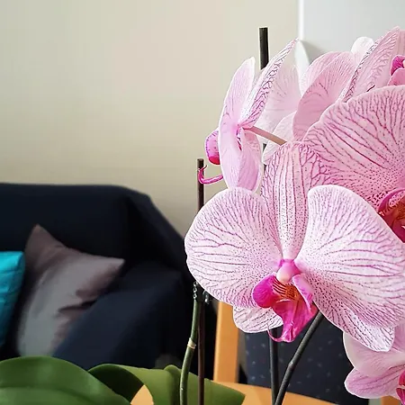 Anita - Punta Skala Lejlighed