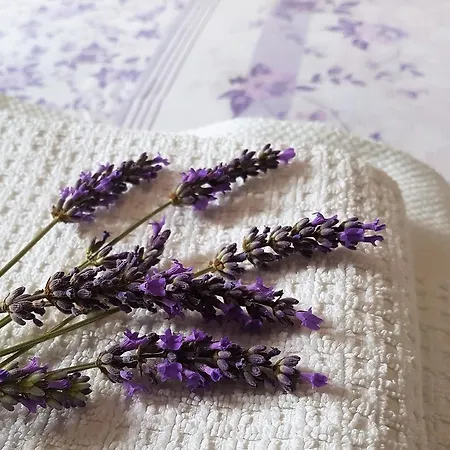 Lejlighed Anita - Punta Skala