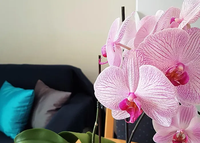 Anita - Punta Skala Apartment